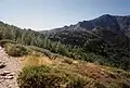 Une partie rocheuse après quelques pins apparaît à la sortie de la forêt.