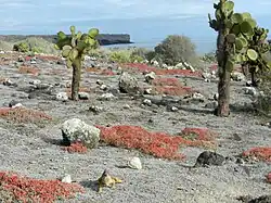 Opuntia et Sesuvium edmondstonei, sur Plaza Sud.