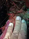 Crevettes
