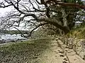 Le sentier littoral entre Porz Guen et Porz Garo.