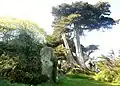 Île Tristan : menhir et arbres penchés par le vent