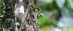 Description de l'image 4G4A6663(Draco obscurus).jpg.