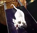 Mutation albinos (blanche aux yeux rouges particulièrements sensibles au UV)