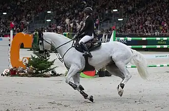 Fardon, cheval de sport espagnol, au concours hippique international de Genève de 2014.