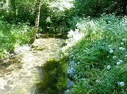 La Rivière de Pont-l'Abbé en amont de l'étang du Moulin Neuf (limite communale entre Tréméoc et Plonéour-Lanvern) 2.