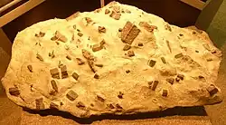 Micaschiste à staurotides trouvé à Coray (Maison des minéraux de Crozon).