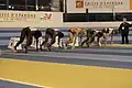 Meeting 2016,60 m.