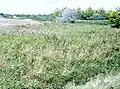 La roselière de la Dour Red palud situé à la limite communale entre Penmarc'h et Guilvinec près de la plage du Stêr.
