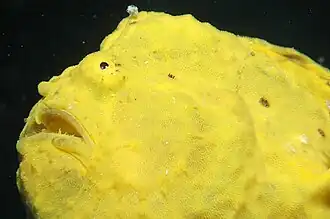 Antennarius multiocellatus