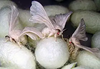 Bombyx du mûrier, et cocon de soie.