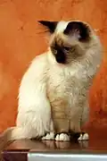 Un sacré de Birmanie « mitted ».