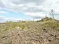 La lande près du sommet de Ty Coz (un des sommets des Montagnes Noires) 2.