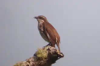 Rhabdornis inornatus