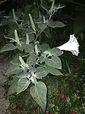 Fin de floraison, la corolle s’incline