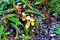 Plantes carnivores Nepenthes