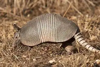 Dasypus novemcinctus, tatou à neuf bandes