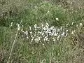 Linaigrettes en fleur dans le marais du Mougau.