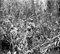 À Bougainville un fantassin de la 93e D.I.