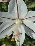 Détail de la fleur.