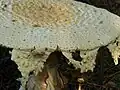 Cuticule échinulée(Amanita daucipes)