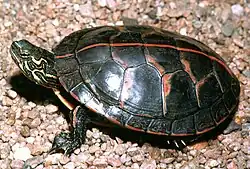 C. p. dorsalis vue du dessus, la rayure centrale bien visible.