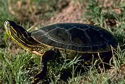 C. p. bellii dans l'herbe, le cou étendu.