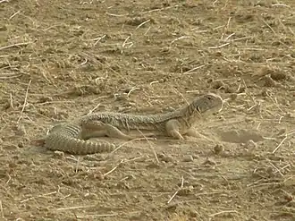 Description de l'image AAB01_Uromastyx_hardwickii_650.JPG.