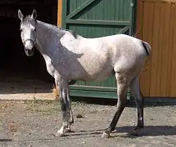 Cheval gris à l'arrêt de profil tournant sa tête vers le spectateur.