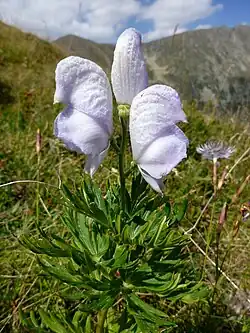 Variété blanche.