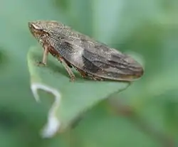 Aphrophora alni.