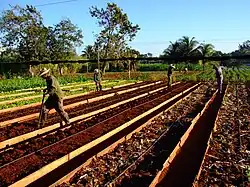 Agriculteurs préparant des buttes