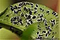 Aleurocanthus spiniferus - Pupes sous une feuille de Citrus reticulata (Mandarinier)