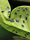 Aleurocanthus spiniferus - Adultes et œufs sur la face inférieure de la feuille de Mandarinier