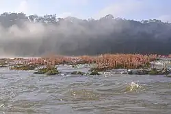 Floraison de la "Salade koumarou" (Mourera fluviatilis) sur le Fleuve Maroni, entre Maripasoula et Antécume-Pata