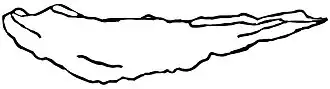 Dessin du fragment de la mandibule fossilisée cataloguée ANSP 20901, qui est attribuée à Hynerpeton.