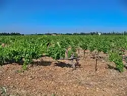 Terroir des Hautes Garigues