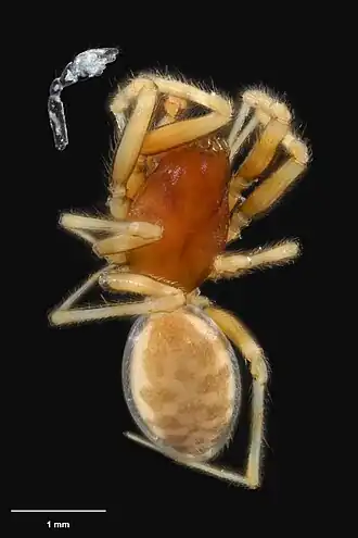 Description de l'image AS000050 Metamynoglenes incurvata Blest 1979 Te Papa 125656 262291.jpg.