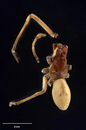 Description de l'image AS000086 Helsonia plata Forster 1970 Te Papa 126774 226432.jpg.