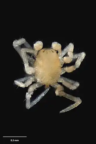 Description de l'image AS000125 Textricella wisei Forster 1964 Te Papa 127082 262397.jpg.
