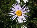 Aster alpinus(Sottotribù Asterinae)
