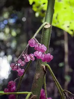 Fruit.