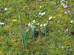 Village en fleurs.