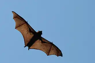 Pteropus alecto