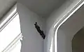 Gekko