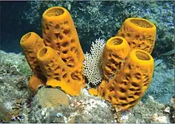Porifera.