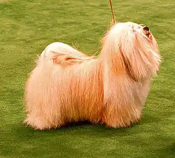 Bichon havanais.