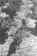 Kiboutznik creusant une piste d'irrigation dans l'orangeraie, kibboutz Na'an (1935)