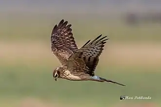 Busard cendré en vol.