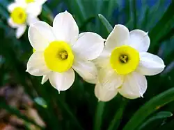 Périgone (crème) et parapérigone (jaune) chez Narcissus.