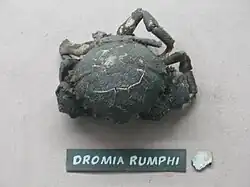 Tumidodromia dormia